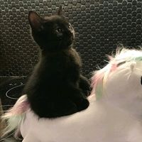 оригінальний звук