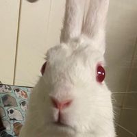 lolrabbitry