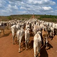 boiadeiro_sem_rumo_1