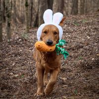 They can have all of the toys and bones they want