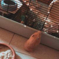 twixi.goldhamster