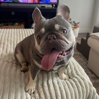 louie_the.frenchie