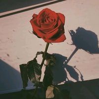 rossjr_28
