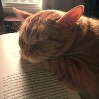 books.bella_