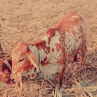 original sound - simragulab117