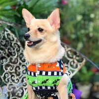ivanathedoggo
