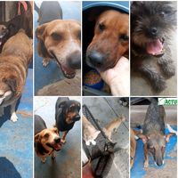 adriana_torres_actue