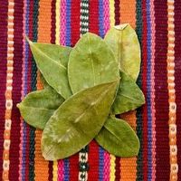 lecturadehojasdecoca3