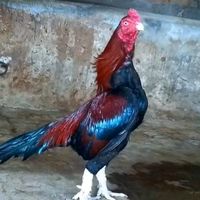 aseel_shok_50