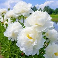 original sound - 6tjic4