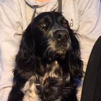 cockerpoo.eddy