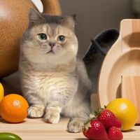 原聲 - 伊豆貓舍闆娘來了(ㄧ加一寵物生活館)