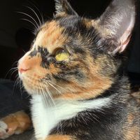 mimi.is.a.kitty