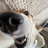 lunathe._.crazycorgi