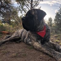 brindlebearthemastiff