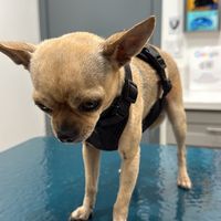 chulochihuahua