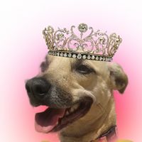 seus_aumigos_spitz_e_srd