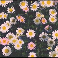 lovely_0990