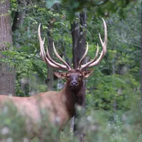 original sound - antler_outdoorstv