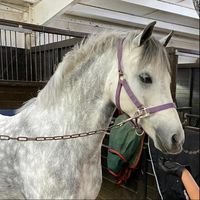 fayofmylife_horsefanpage