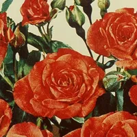 original sound - wecraveforit