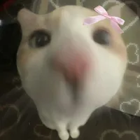 original sound - song_lyrics134