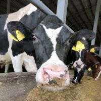 healedfarmproject