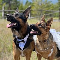 mattisongermanshepherds