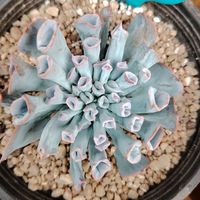 sucucactusdye