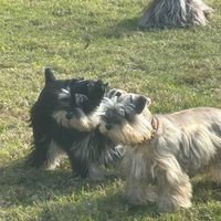 my10merleschnauzers