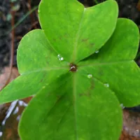 original sound - pepe_rioss