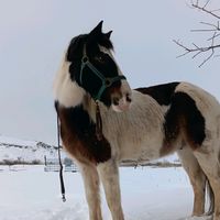 lilyluvshorse