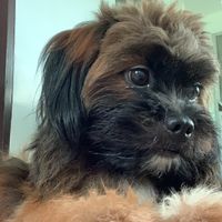 original sound - Shipper Unnie