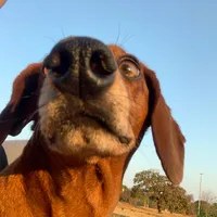 original sound - henricessar