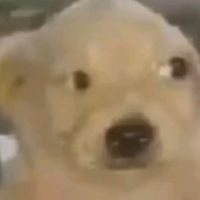 yo te protegeré del eooo XD