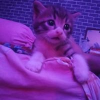 departemenpropaganda