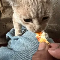 original sound - akiles800kisai