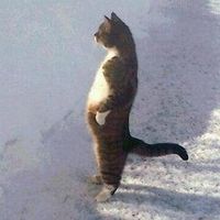 candidcat_