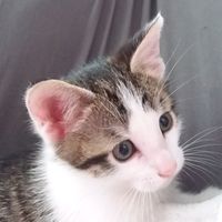 faze_bella_le_chat_