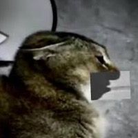 original sound