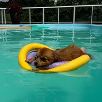 original sound - lavii.vargas