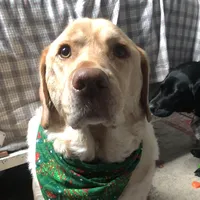 original sound - wolfdog.047