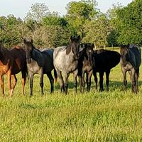 willinghamquarterhorses
