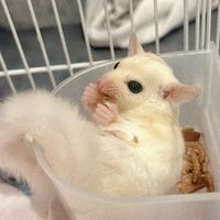 เสียงต้นฉบับ - มะลิ