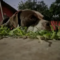 original sound - musicchevere