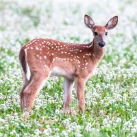 original sound - lda074