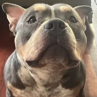 original sound - teoelbully