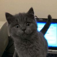 оригінальний звук