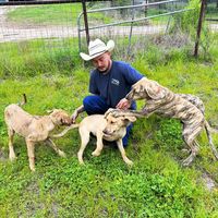 easttexasbrindlecurs1