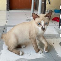 suara asli - karung murah shop